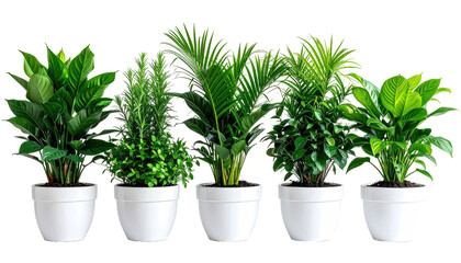 Five potted plants arranged against a dark backdrop