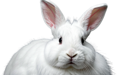 Fluffy white rabbit portrait on black. Eyes forward. Ears up
