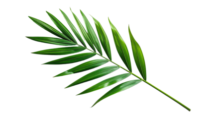 Fern-like, vibrant green palm frond isolated on black background