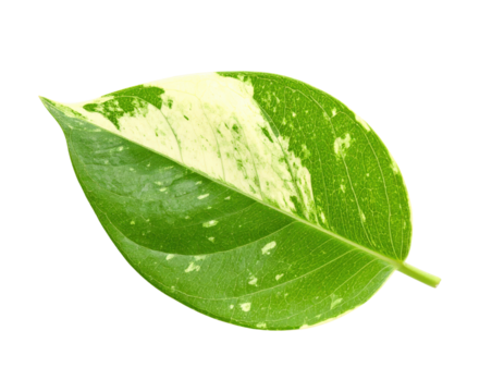 Vibrant Green and White Variegated Leaf on a Clean White Background.