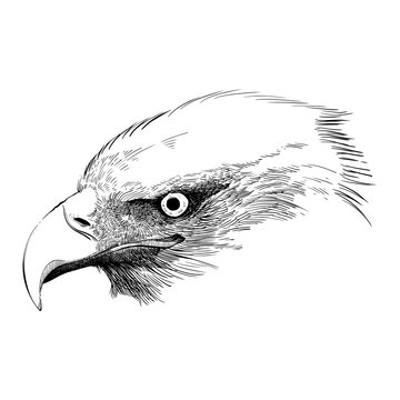 Freehand digital sketch of a bald eagle head with hatching and cross hatching line art style 