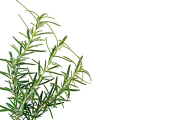 Rosemary branch, close-up, isolated on white background
