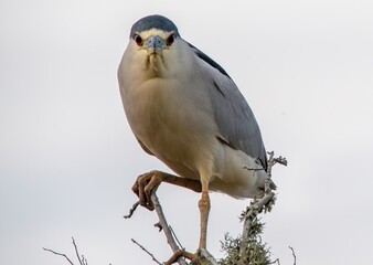 Black-crowned night heron perched in a tree