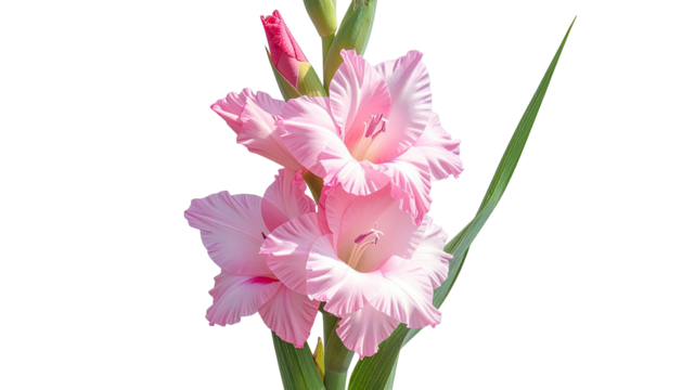 Pink gladiolus bloom; unbloomed buds, long green leaves
