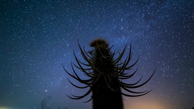 Silhouetted plant with spiky leaves under a starry night sky