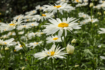 White chamomile is a symbol of family, love and fidelity.