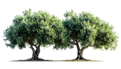 Two olive trees with green foliage on a sunny day