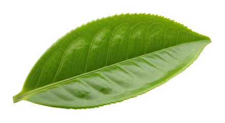 Fototapeta premium Single Green Tea Leaf Isolated on White Background 18.