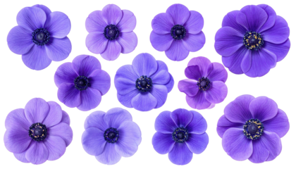 Ten purple anemone flowers arrayed against a black background
