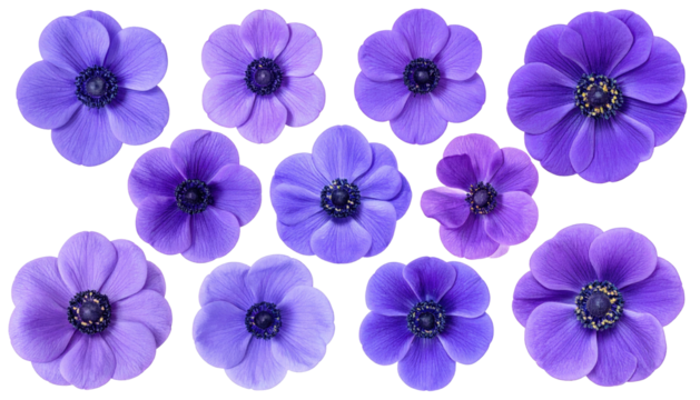 Ten purple anemone flowers arrayed against a black background