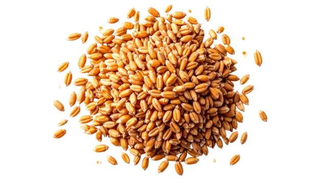 Heap of golden-brown wheat grains, top-down view