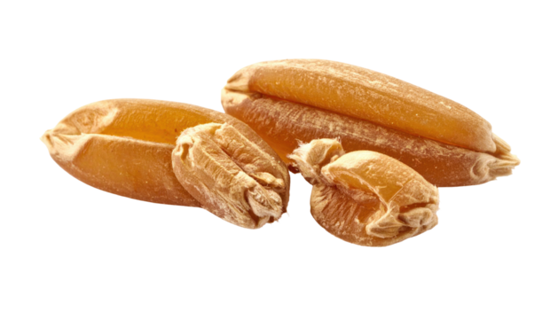 Close-up view of three grains of wheat, golden and textured