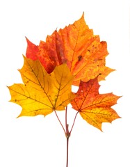 Obraz premium Close-up of three vibrant, colorful maple leaves attached to a thin stem against a stark white background