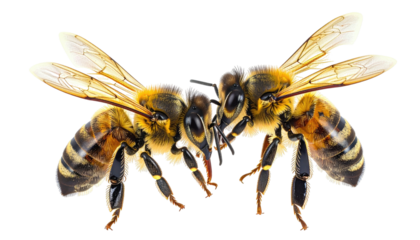 Two facing bees with transparent wings and black background