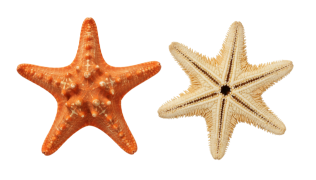 Sea star pair vibrant ocean wildlife, isolated on transparent background - Powered by Adobe