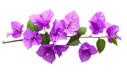 Branch with vibrant purple blossoms & green leaves on black