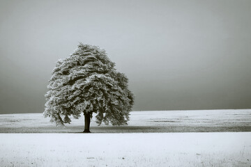 first snow in the field with lone tree. AI generated