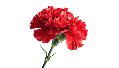 Vivid, scarlet carnation flower isolated against a dark backdrop