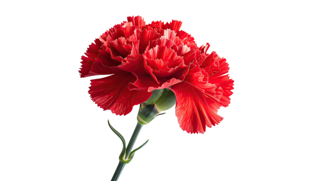 Vivid, scarlet carnation flower isolated against a dark backdrop