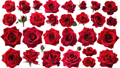 Assorted vivid red rose blossoms on black
