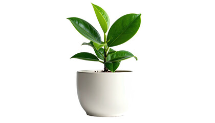 Indoor ficus plant with bright leaves inside a white pot