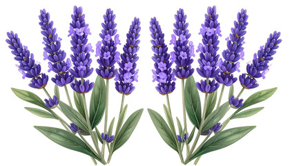 Naklejka premium Symmetrical lavender bunches, purple flower spikes, green leaves