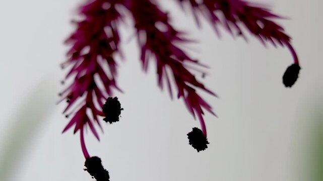 Macro of a blurred, maroon floral part with black stamen against light