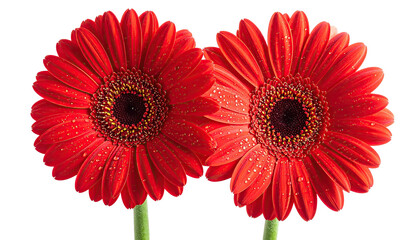 Two red gerbera daisies, blooming, side-by-side on simple stems