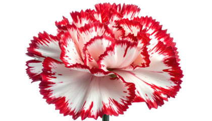 Red-edged white carnation blossom on dark backdrop
