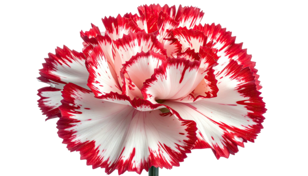 Red-edged white carnation blossom on dark backdrop
