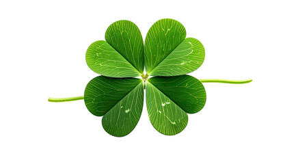 Four-leaf clover, green leaves with visible veins, on black