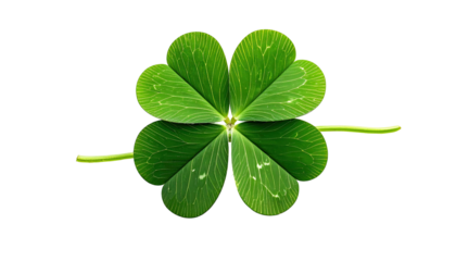 Four-leaf clover, green leaves with visible veins, on black