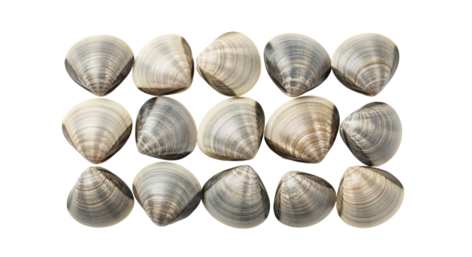 Symmetrical arrangement of ocean clams offering a glimpse into culinary delights