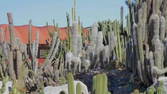 Cactus groups on a sunny day