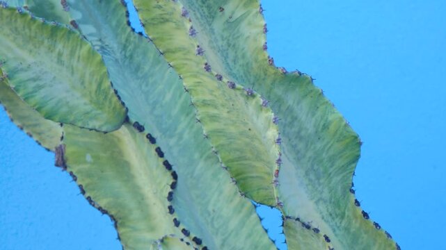 Cactus spikes and texture with blue background