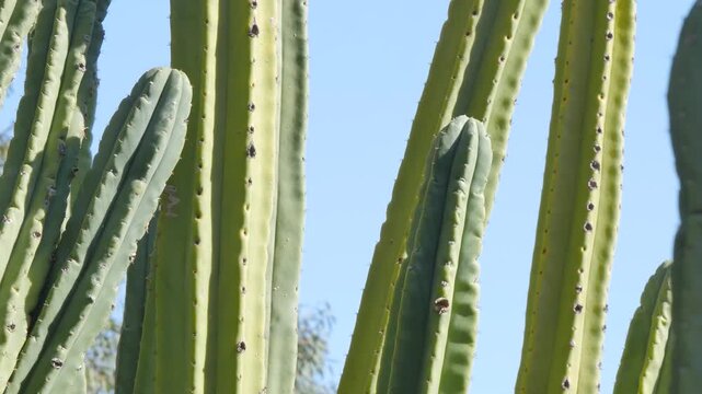 Cactus stems with blue sky