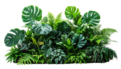 Dense grouping of tropical green plants