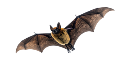 Brown bat soaring with leathery wings against a dark backdrop