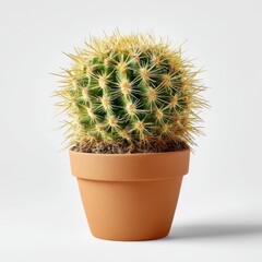 Small Green Cactus in Terracotta Pot on White Background