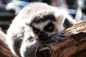 ring tailed lemur