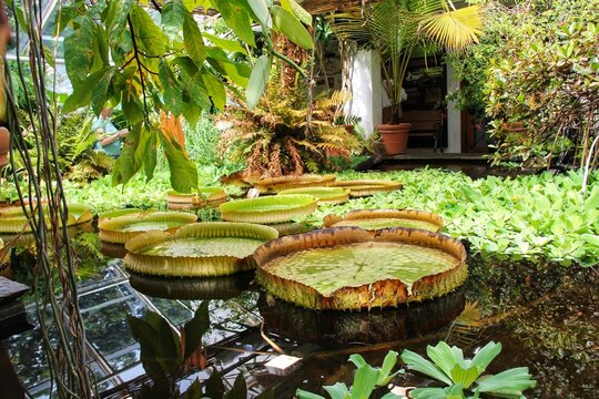 tropical garden with palm trees - Powered by Adobe