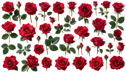 Many dark red roses with green leaves scattered on black