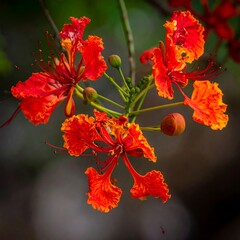 Vibrant orange flowers with ruffled petals and long stamens, clustered on a branch