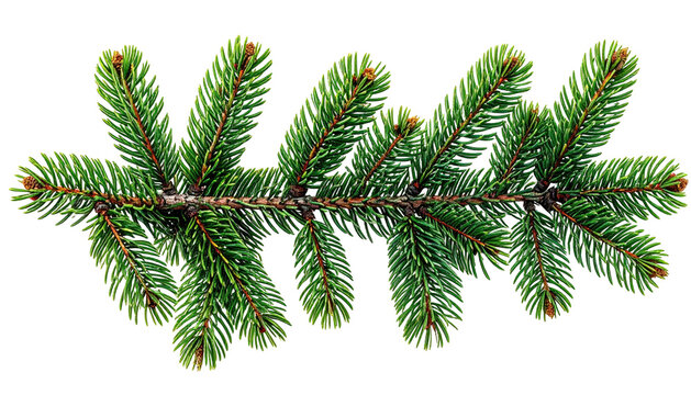 Pine branch, evergreen needles, with isolated black background