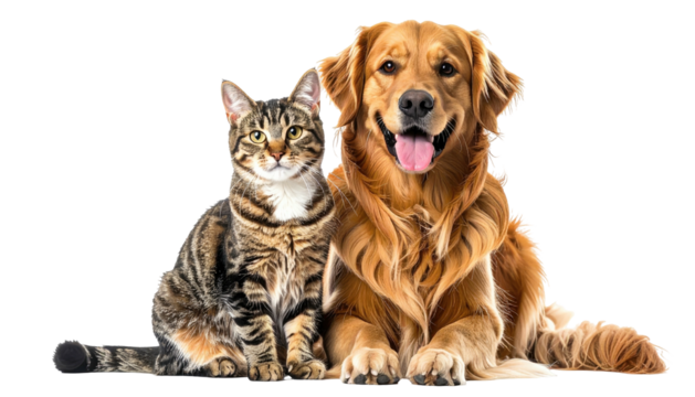 Cat and dog, a golden retriever and tabby cat, lie together
