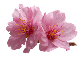 Two delicate pink blossoms with yellow stamens, soft petals, and dark background