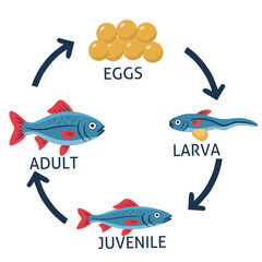 Vector illustration of fish life cycle showing stages from eggs, larva, juvenile to adult fish, educational diagram for biology, zoology, and science learning