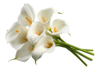 Elegant bouquet of white, trumpet-shaped flowers with yellow spadices, green stems, and water droplets
