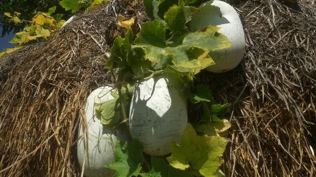 Wax gourd or winter melons growing in a green farm