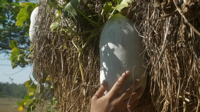 Closeup of a hand gently touching an ash gourd (winter melon) growing in a green farm